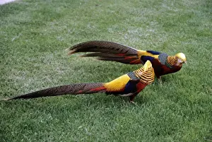 Pheasants Prints: Golden Pheasants - two males