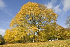 Images Dated 7th November 2008: Golden plane trees in yellow autumn colours. Westonbirt Arboretum Tetbury UK