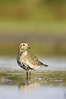 Images Dated 12th September 2005: Golden plover Autumn plumage, September. Cleveland. UK
