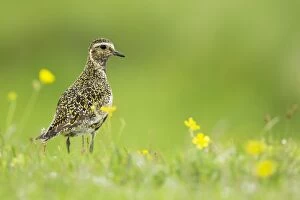 Images Dated 16th June 2014: Golden Plover - breeding plumage