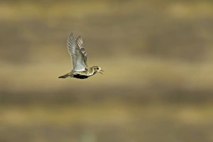 Shetland Island Collection: Golden Plover - Calling in flight over moorland Yell, Shetland, UK BI010734
