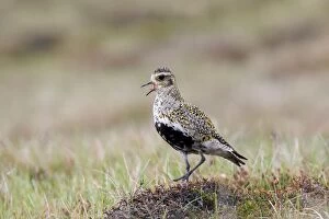 Images Dated 6th June 2013: Golden Plover - calling in Summer