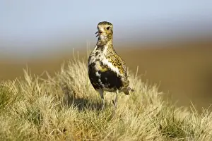 Shetland Island Prints: Golden Plover - Calling Yell, Shetland, UK BI010716