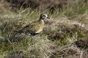 Golden Plover - camouflaged in grass, in moorland breeding grounds