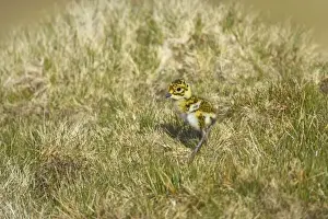 Shetland Island Prints: Golden Plover - Chick Yell, Shetland, UK BI010705