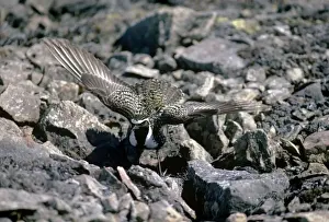 Plovers Prints: Golden Plover - distraction display