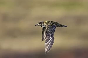 Plover Gallery: Golden Plover - In flight over moorland