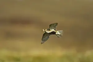 Golden Plover - In flight over moorland Yell, Shetland, UK BI010732