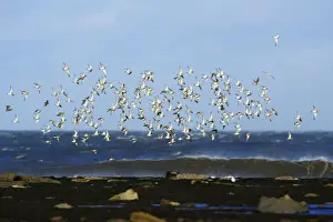 Golden Plover - flock flying along coast in autumn. Northumberland, UK