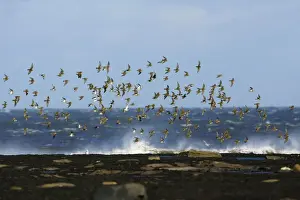 Golden Plover - flock flying along coast in autumn. Northumberland, UK