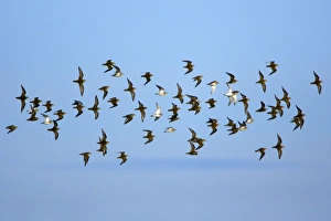 Images Dated 23rd October 2006: Golden Plover - flock flying along coast in autumn. Northumberland, UK