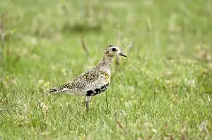 Mull Prints: Golden Plover - In grass - Mull - Scotland