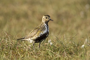 Images Dated 22nd June 2011: Golden Plover - in habitat showing breeding plumage - June - Shetland Islands - Scotland