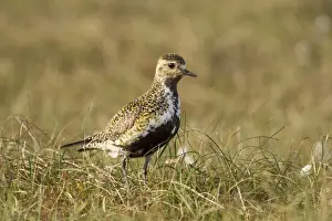 Shetlands Prints: Golden Plover - in habitat showing breeding plumage - June - Shetland Islands - Scotland
