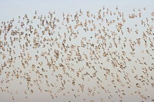 Golden Plover - large Autumn flock in flight
