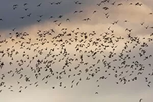 Images Dated 8th November 2009: Golden Plover - A large flock in flight