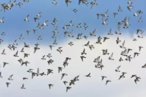 Images Dated 8th November 2009: Golden Plover - A large flock in flight. Teesside, England