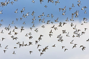 Images Dated 8th November 2009: Golden Plover - A large flock in flight