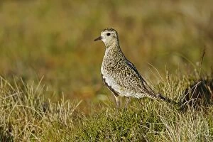 Images Dated 19th June 2012: Golden Plover - on moorland breeding grounds