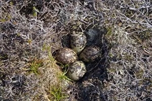 Plover Gallery: Golden Plover - Nest with four eggs