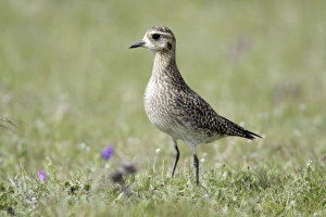Images Dated 23rd March 2009: Golden Plover - resting on meadow during spring migration
