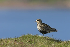 Shetland Island Collection: Golden Plover Shetland Mainland, UK BI010730