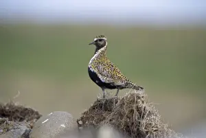 Plovers Prints: Golden Plover - summer plumage