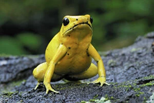 Amphibian Gallery: Golden Poison Arrow / Dart Frog (Phyllobates terribilis)