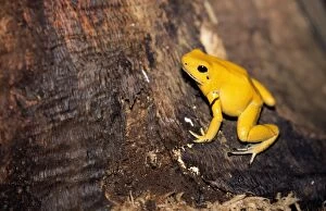 Images Dated 7th November 2005: Golden Poison Arrow / Poison Dart Frog - rare & endangered Andes in Colombia
