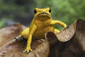 Images Dated 2nd February 2007: Golden Poison Dart Frog Cauca, Colombia