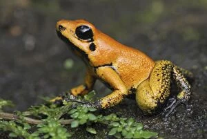Images Dated 2nd February 2007: Golden Poison Dart Frog - juvenile Cauca, Colombia