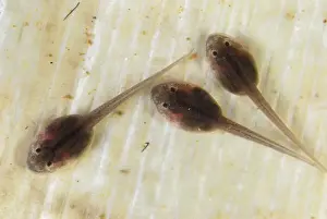 Larva Prints: Golden Poison Dart Frog, tadpoles Cauca, Colombia