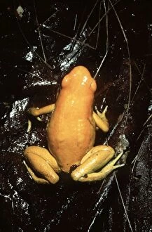 Images Dated 17th January 2006: Golden Poison Frog AW 5685 Southern Colombia, South America Phyllobates terribilis © Adrian Warren