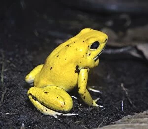 Images Dated 12th June 2013: Golden Poison Frog / Golden Frog / Golden Poison