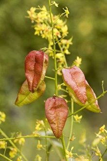 Images Dated 22nd August 2006: Golden rain tree or Pride-of-India: flowers and fruits