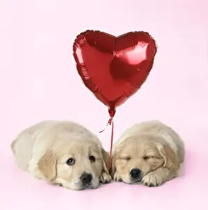 Heart Prints: Golden Reriever Dog - puppies 7 weeks old with heart shaped balloon