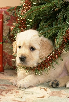 Golden Retriever Dog - amongst presents