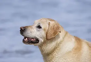 Golden Retreiver On beach Waxham Beach Norfolk UK