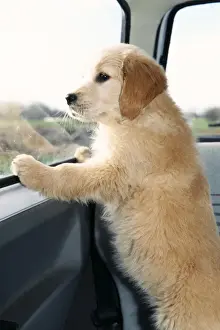 Watching Prints: Golden Retreiver Dog ME 156 Puppy in car. © Johan De Meester / ARDEA LONDON