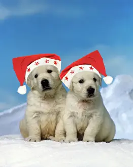 Retriever Prints: Golden Retreiver Dog - puppies wearing Christmas hats