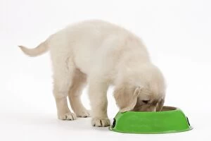 Images Dated 16th April 2010: Golden Retreiver Dog - puppy 8 weeks old eating from bowl
