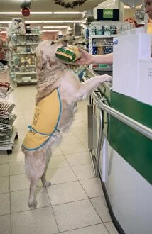 Assisting Gallery: Golden Retriever - aid dog assisting in supermarket