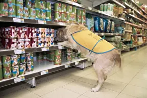 Shops Prints: Golden Retriever - aid dog assisting in supermarket