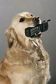Working Prints: Golden Retriever - aid dog carrying a cell phone in mouth