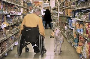 Golden Retriever as aid dog with supermarket bag