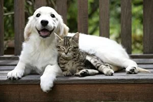 Images Dated 11th July 2006: Golden Retriever - on bench with tabby kitten