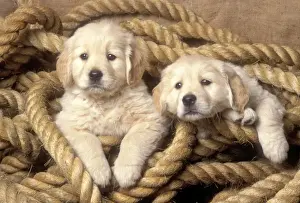 Retriever Prints: Golden Retriever Dog - 2 puppies in rope