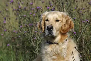 Golden Retriever Dog