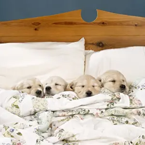 Sleep Prints: Golden Retriever Dog - 4 puppies in a bed