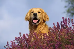 Golden Retriever Dog